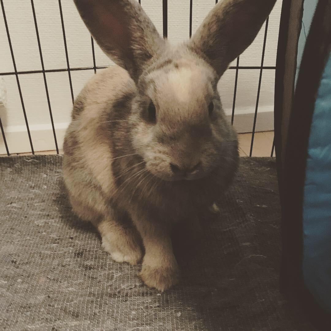 Kanin My billede 9