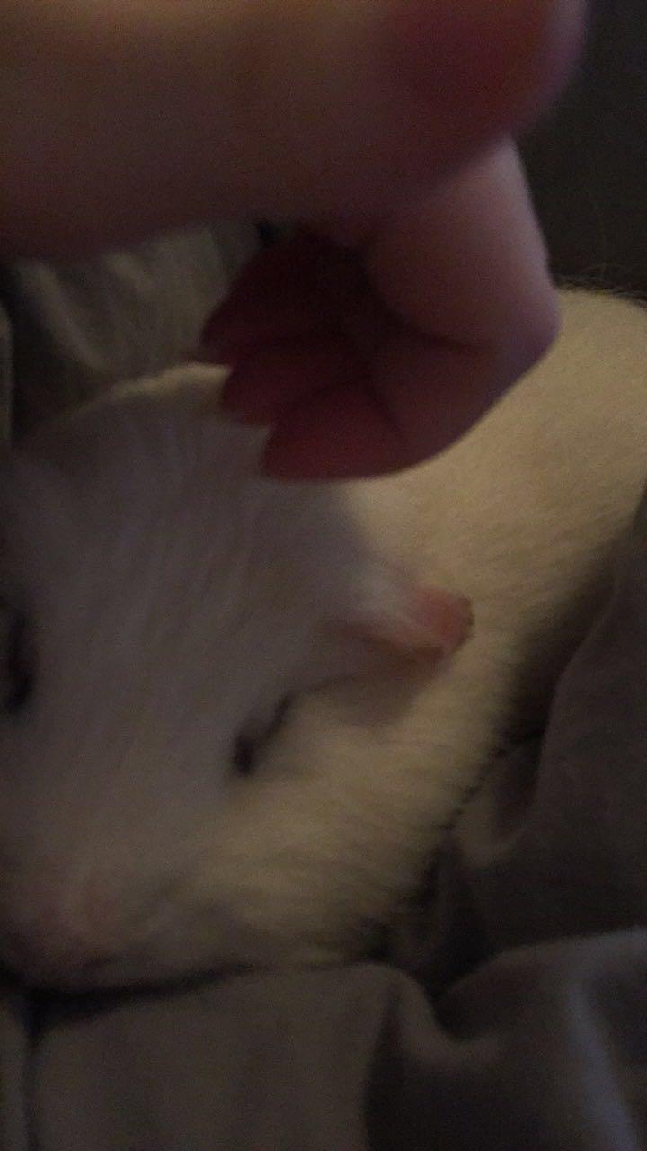 Marsvin Yeezy billede 3