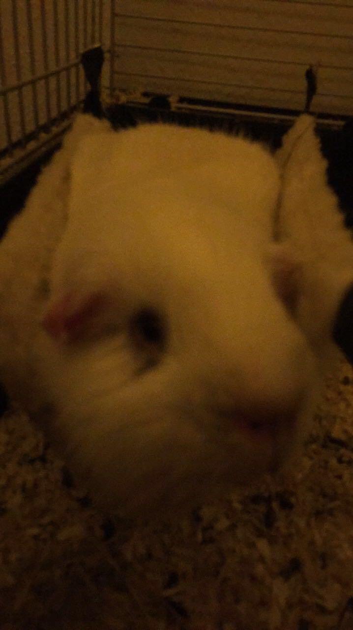 Marsvin Yeezy - En meget gammel og træt gris billede 12