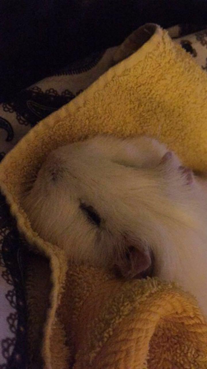 Marsvin Yeezy - Lur under hygge billede 10