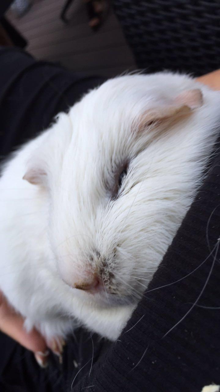 Marsvin Yeezy - Intet bedre end at putte billede 1