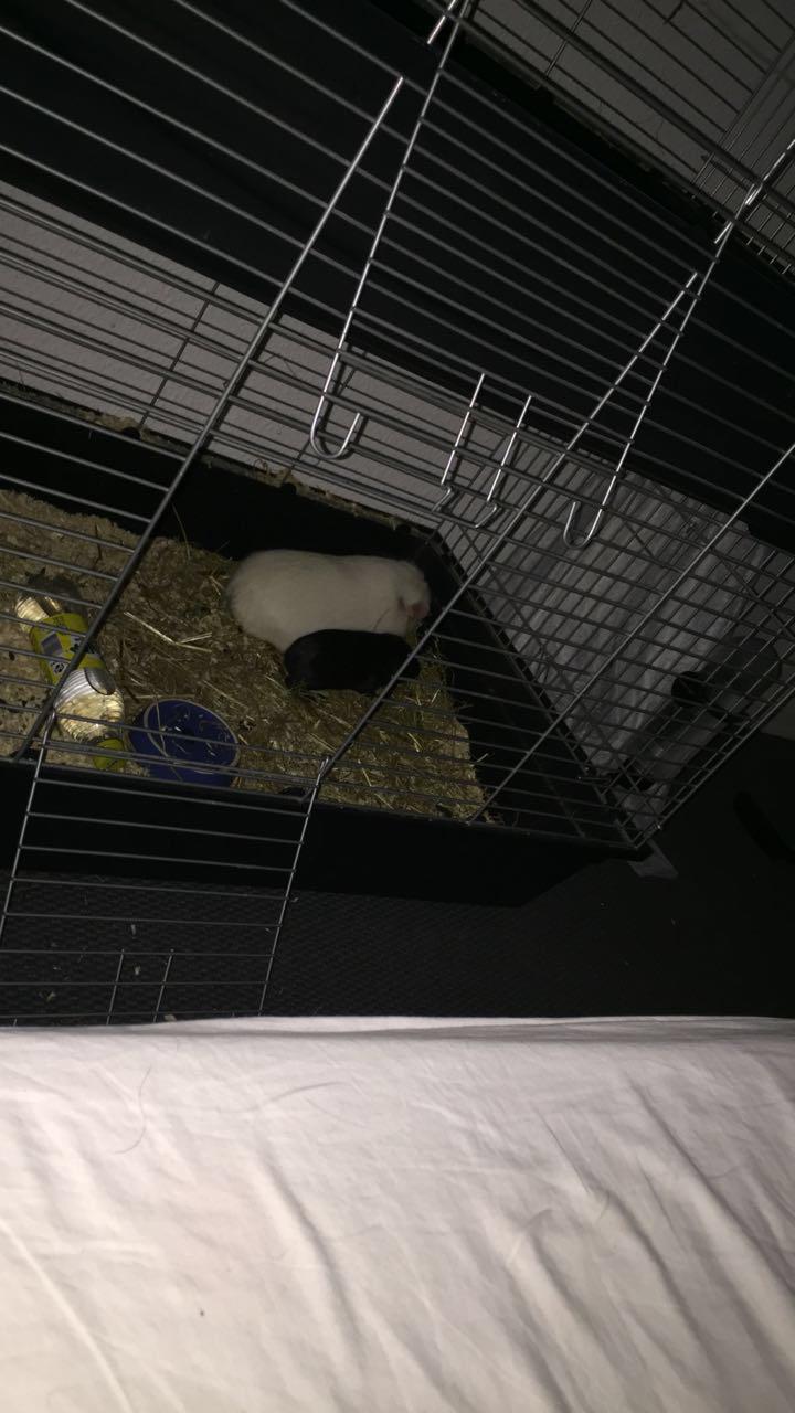 Marsvin Yeezy - Bur makker Puma og Yeezy billede 4