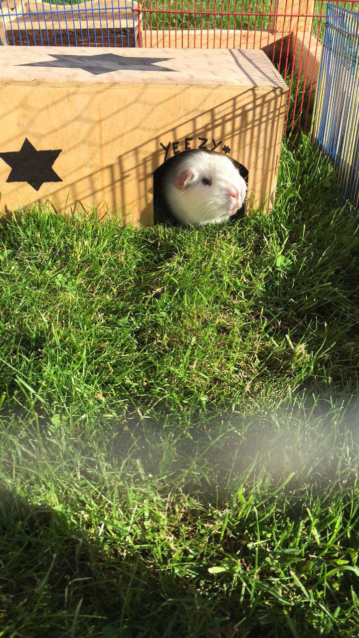 Marsvin Yeezy - Nysgerrig efter en lyd billede 7