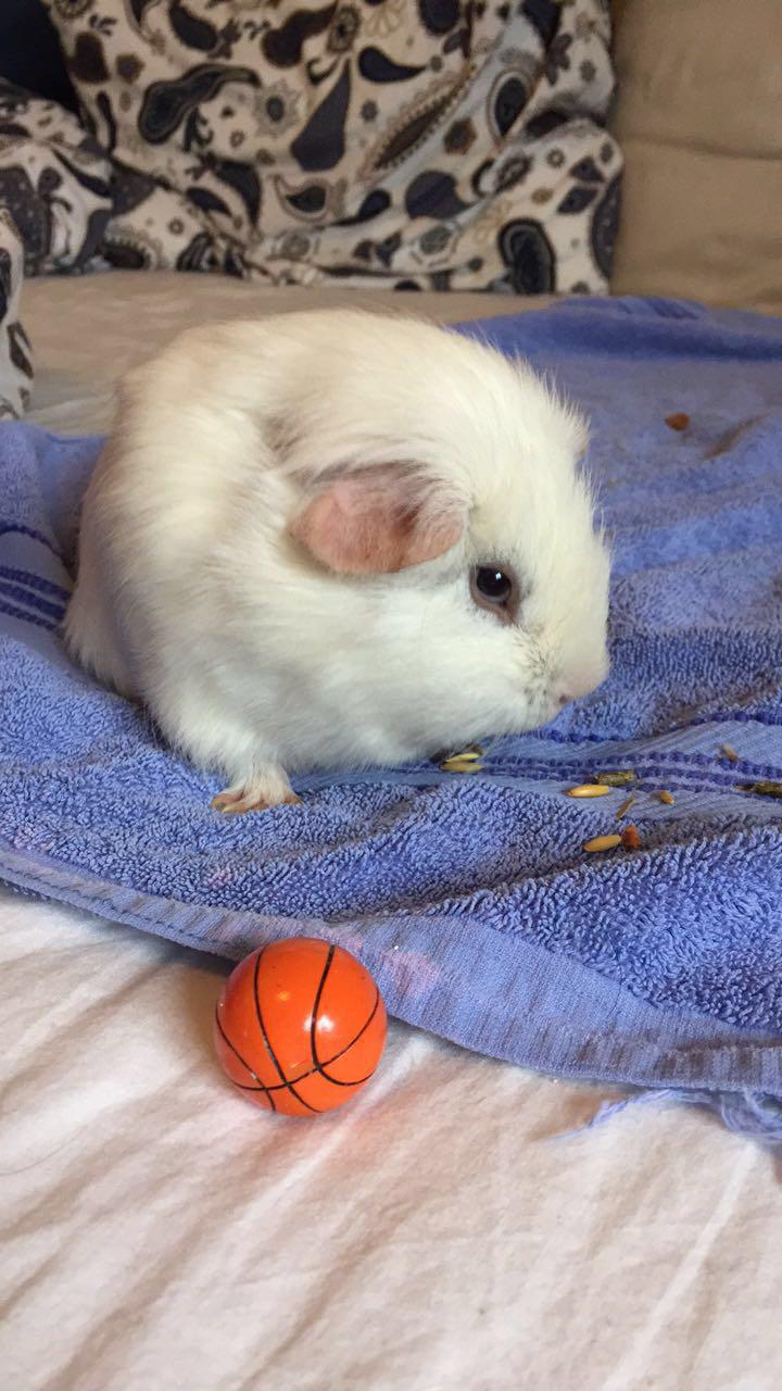 Marsvin Yeezy billede 11