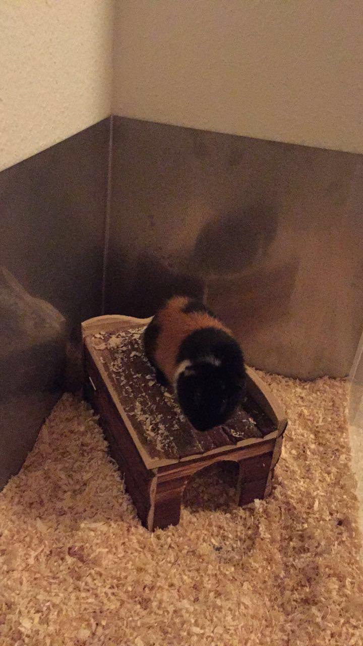 Marsvin Cleo Arthur Ferdinand billede 12