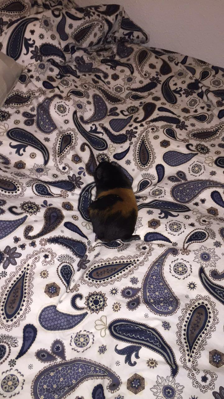 Marsvin Cleo Arthur Ferdinand billede 5