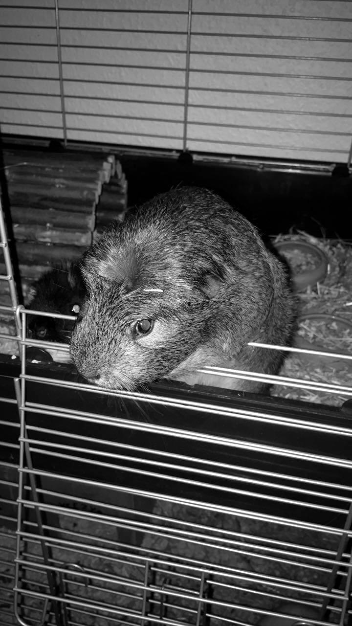 Marsvin Coda - Ved at tigge snacks billede 1