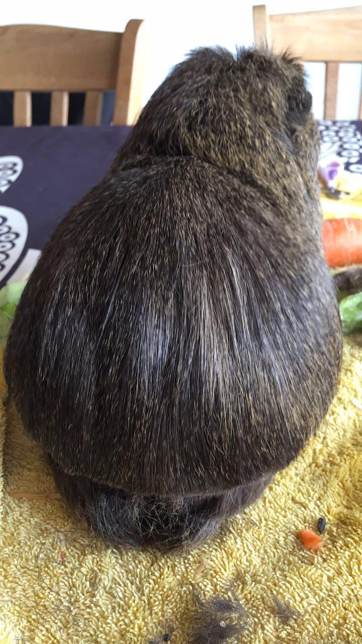 Marsvin Coda - En sommerklipning var nødvendig billede 2