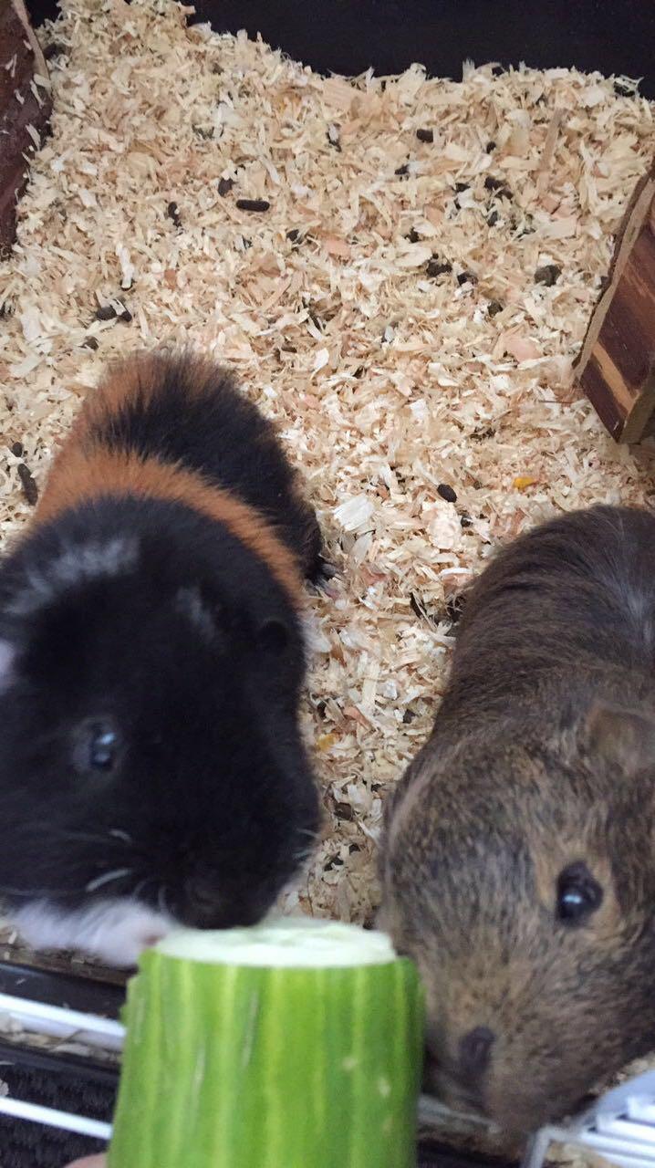 Marsvin Coda - Burmakker Cleo  billede 3