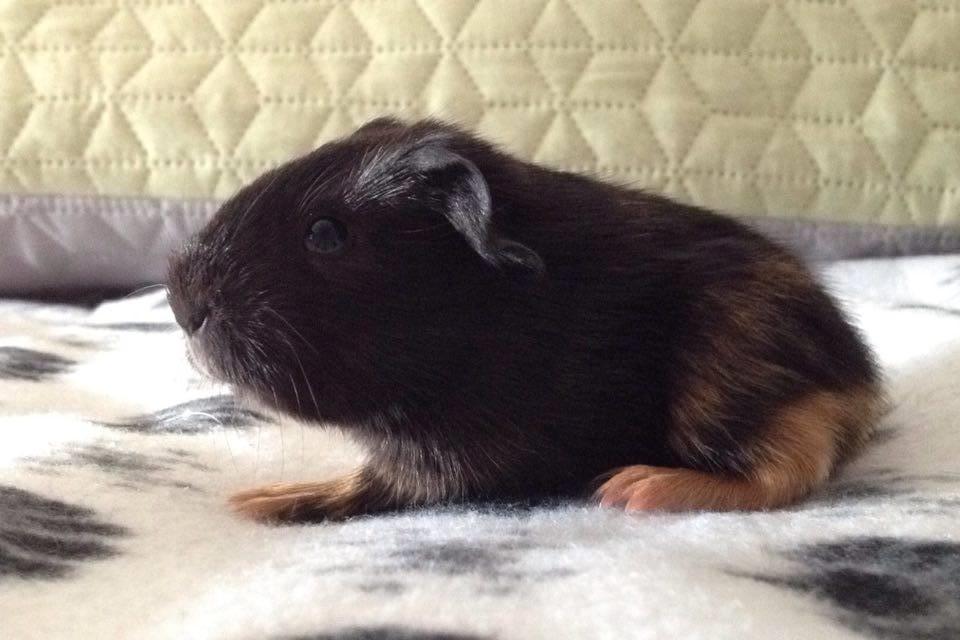 Marsvin Solstråle,s lulu billede 1