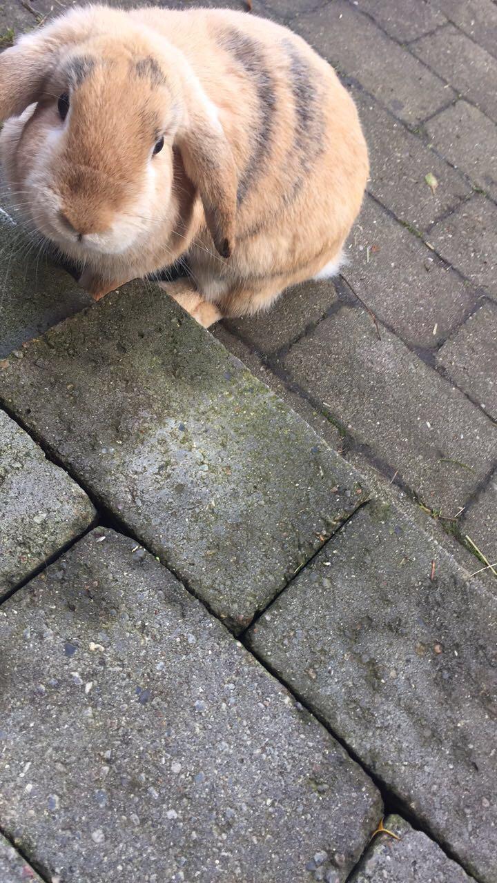 Kanin Fungi billede 1