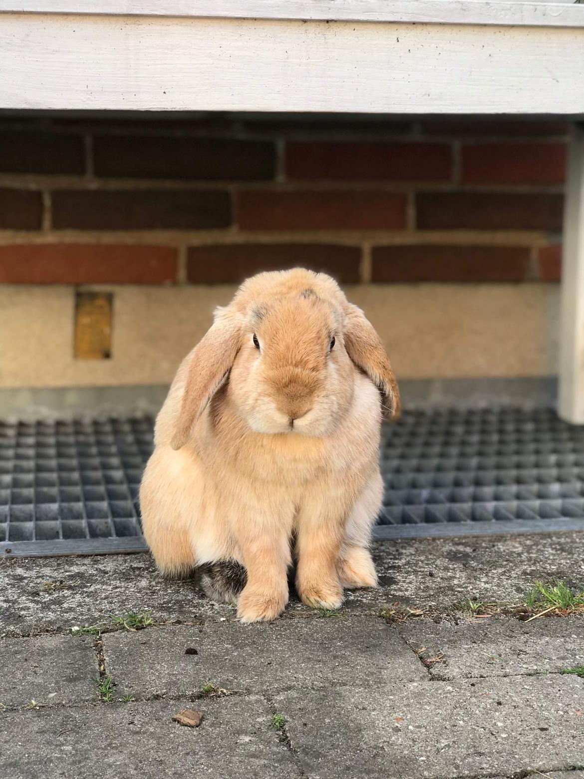 Kanin Fungi billede 2