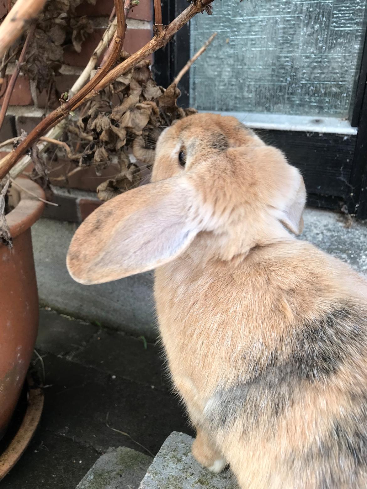 Kanin Fungi billede 3