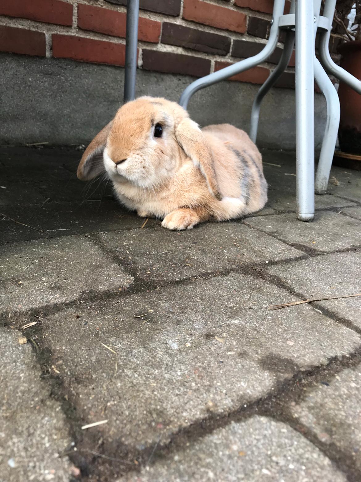 Kanin Fungi billede 4