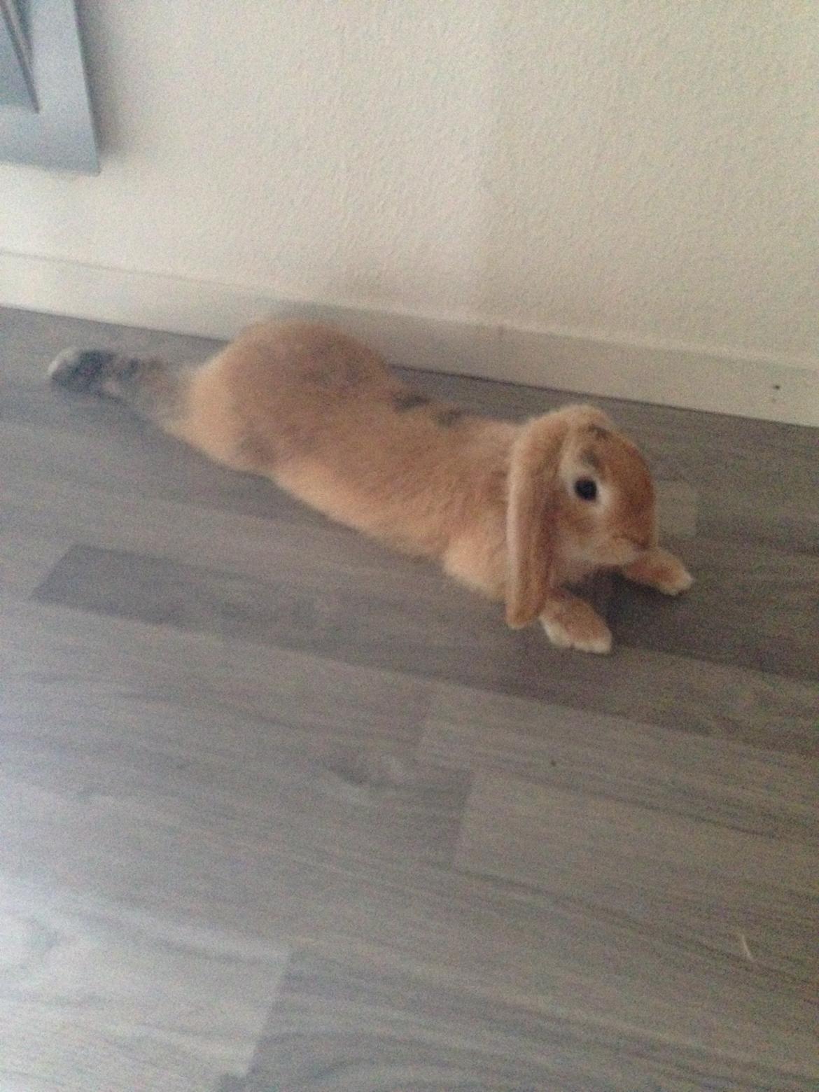 Kanin Fungi billede 6