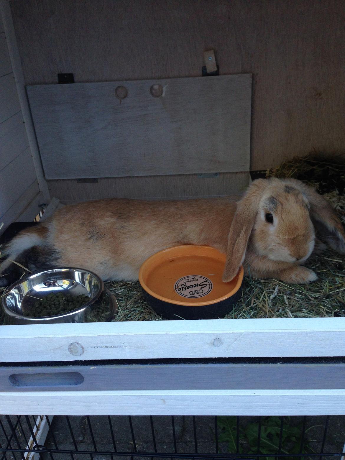 Kanin Fungi billede 5