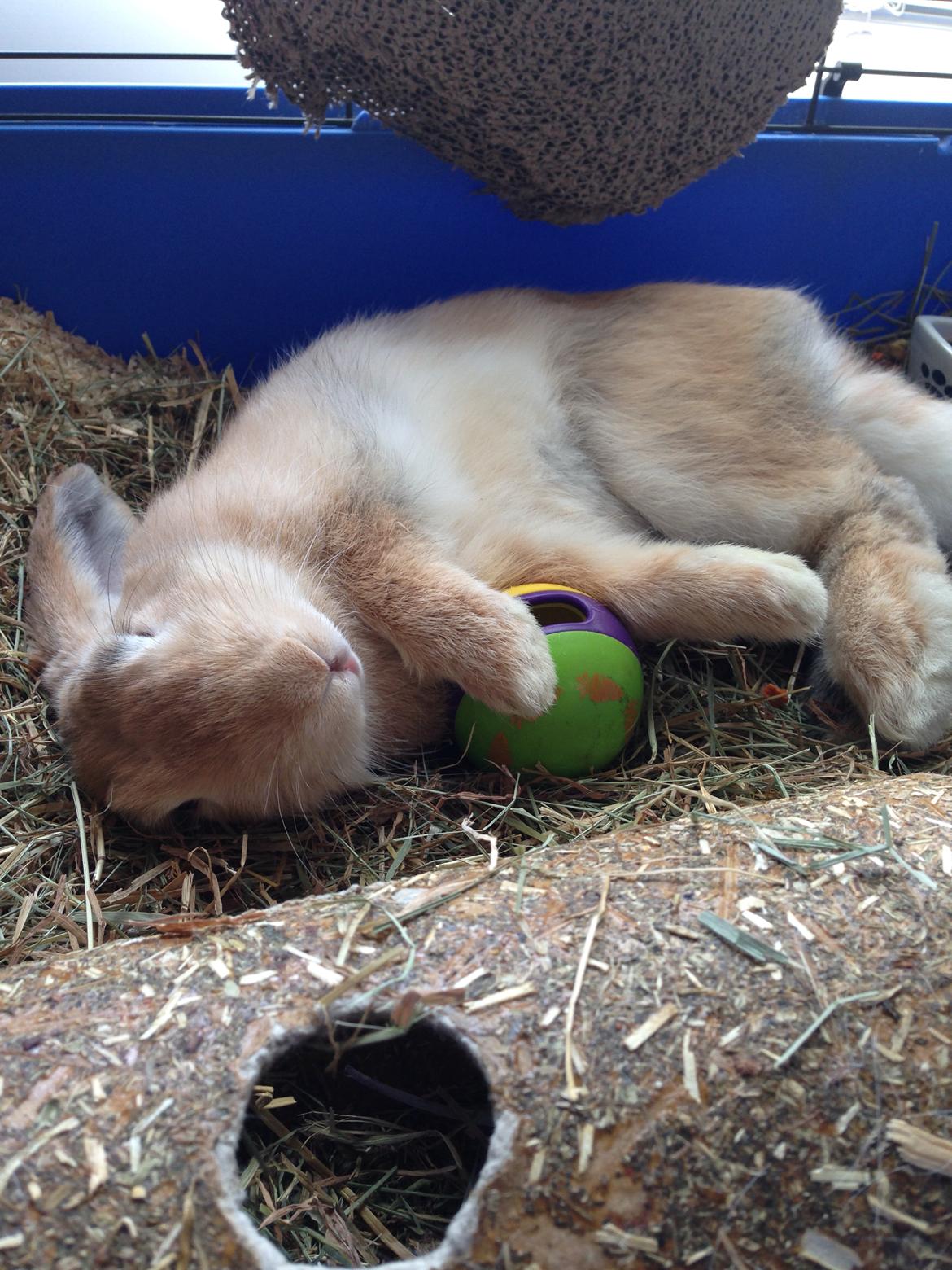 Kanin Fungi billede 7