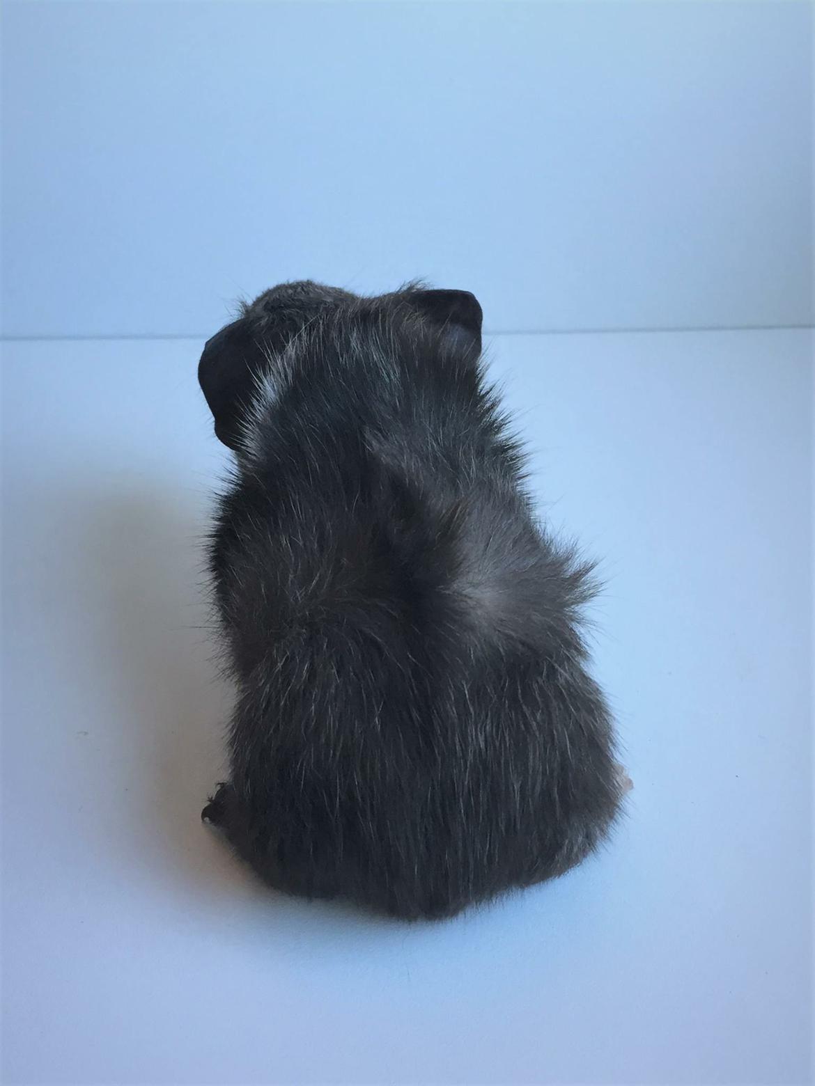 Marsvin Bradley billede 7