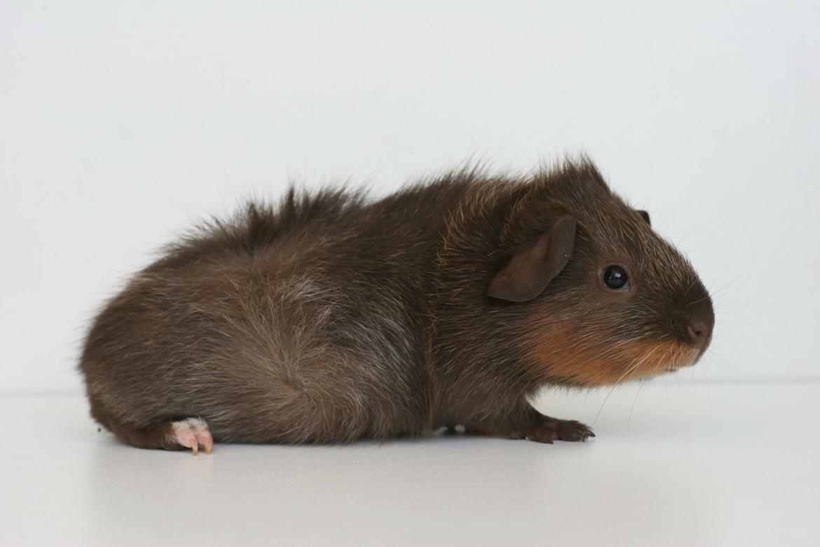 Marsvin Bradley billede 9