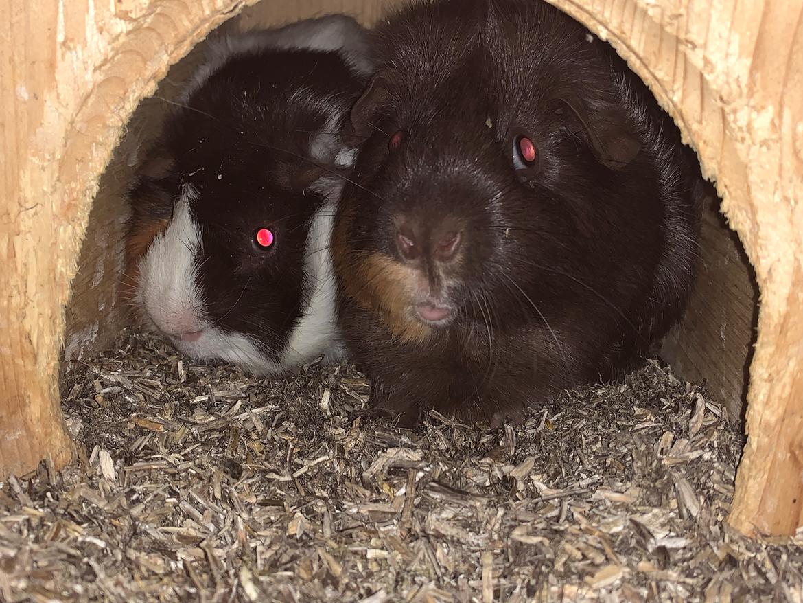 Marsvin Bradley billede 14