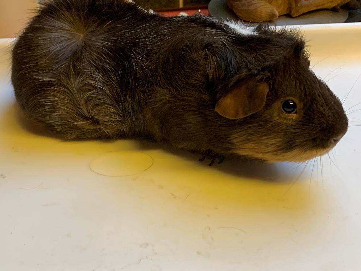 Marsvin Bradley billede 17