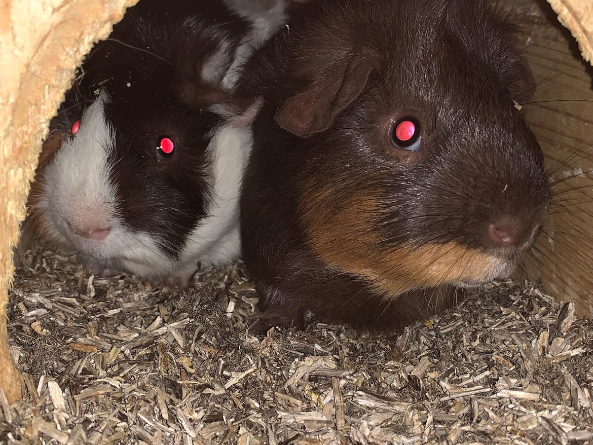 Marsvin Bradley billede 16