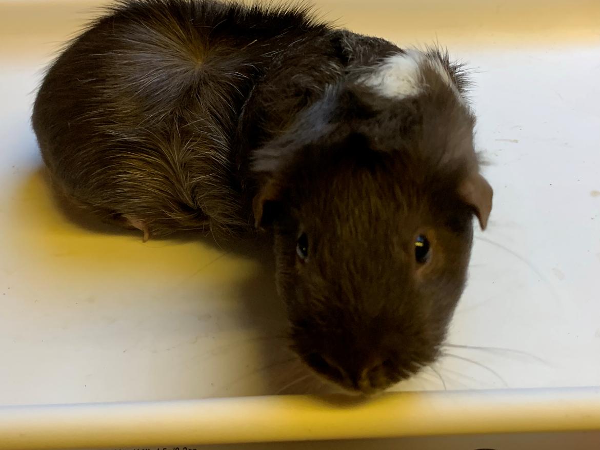 Marsvin Bradley billede 18