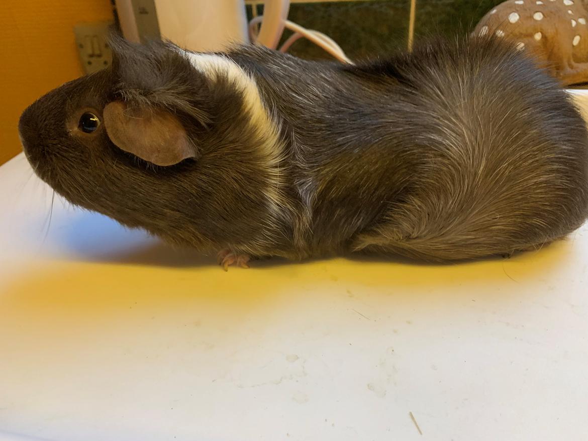 Marsvin Bradley billede 19