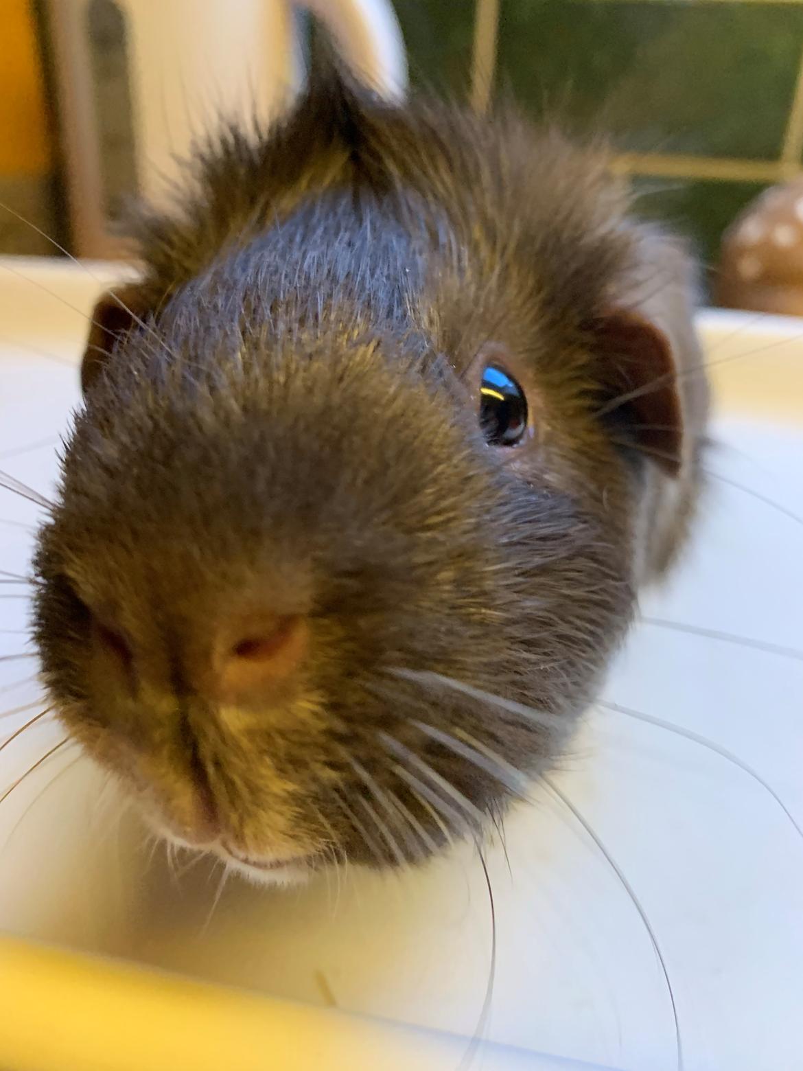 Marsvin Bradley billede 22