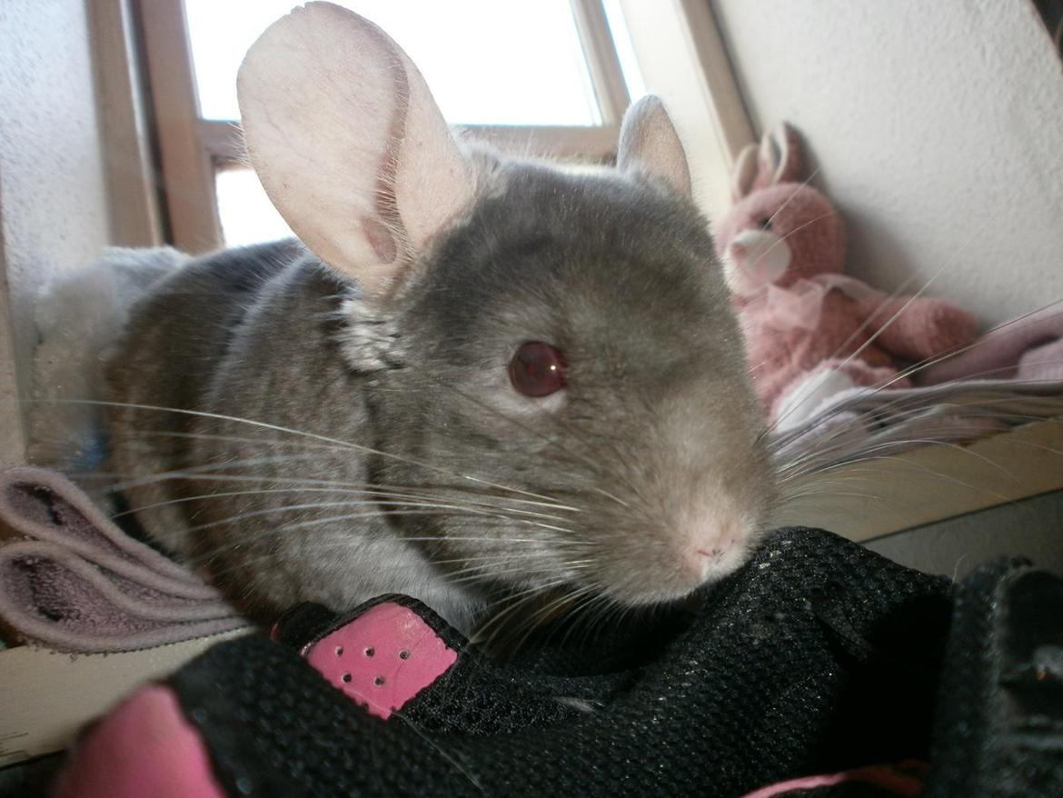 Chinchilla Rico billede 2