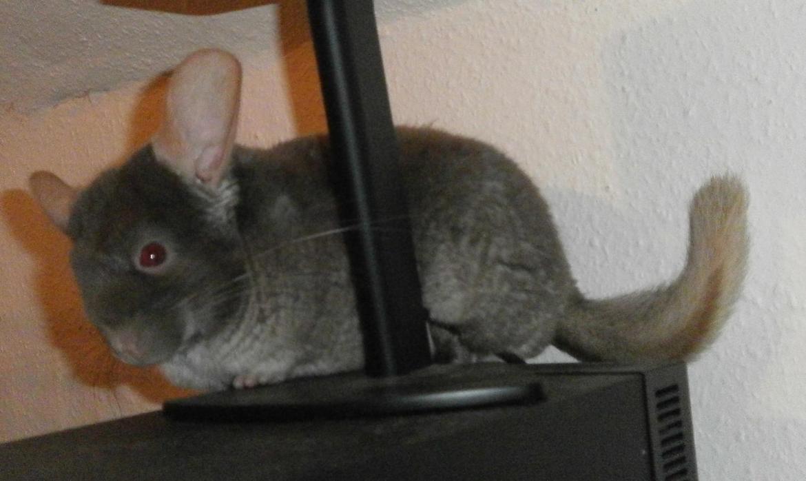 Chinchilla Rico billede 16