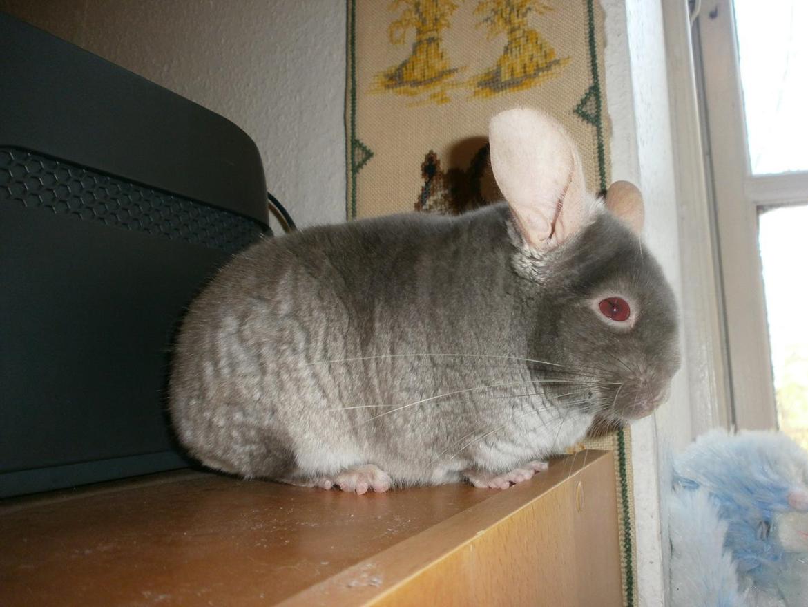 Chinchilla Rico billede 19