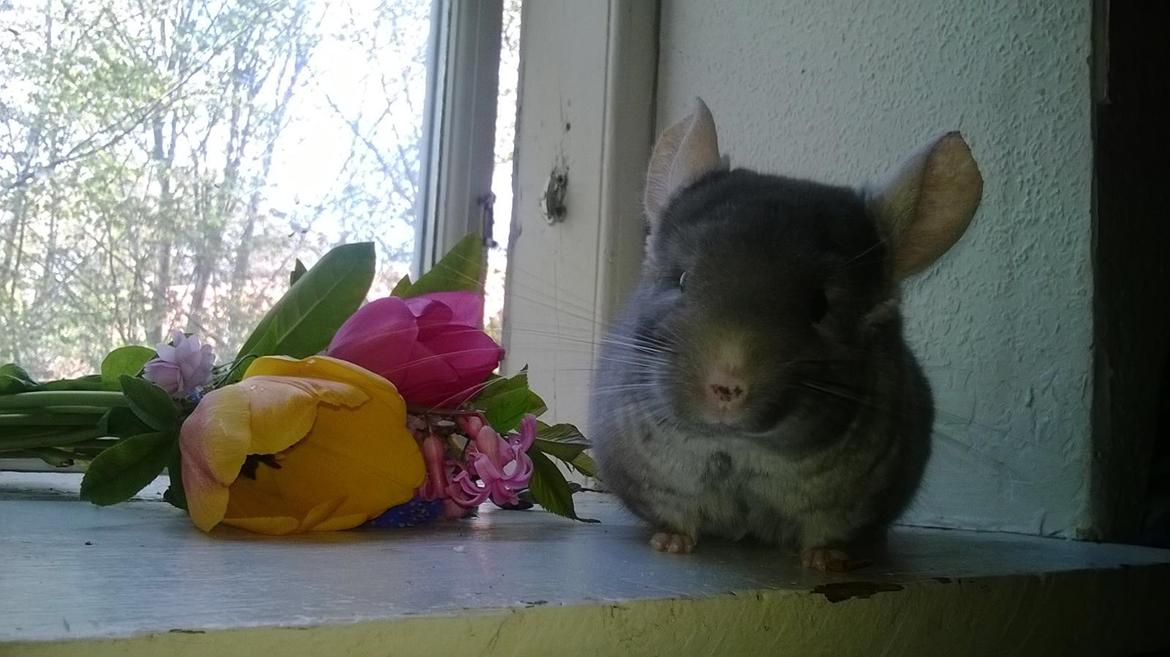 Chinchilla Rico billede 20