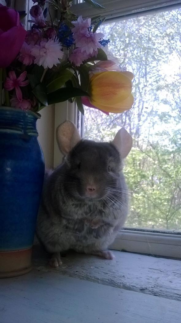 Chinchilla Rico billede 25