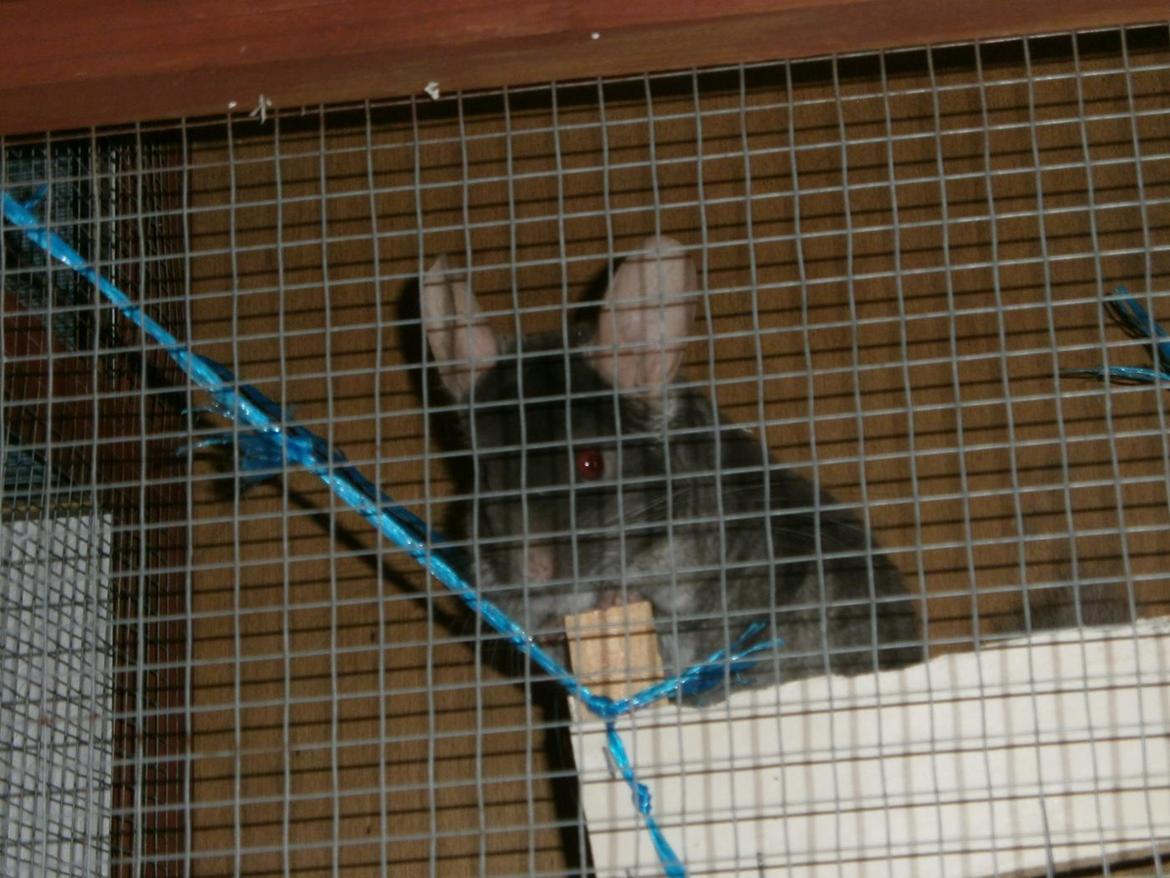 Chinchilla Rico billede 29