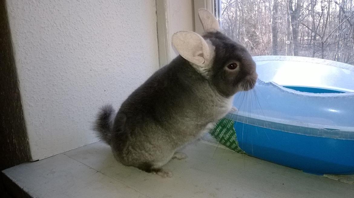 Chinchilla Rico billede 32