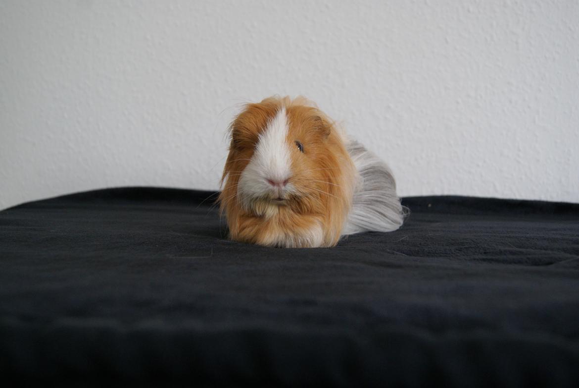 Marsvin Eevee billede 3