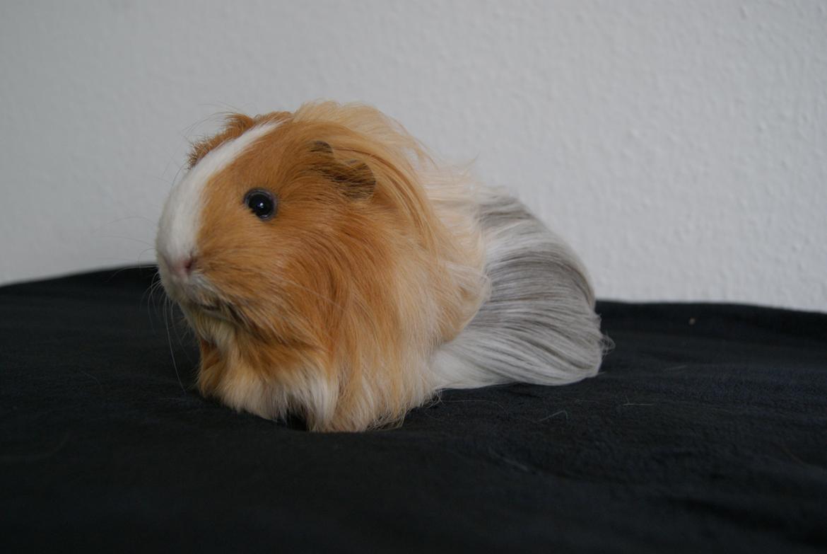 Marsvin Eevee billede 4