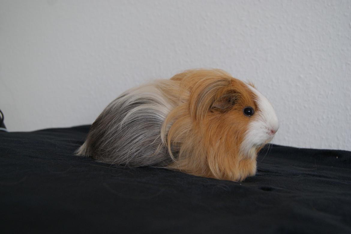 Marsvin Eevee billede 5