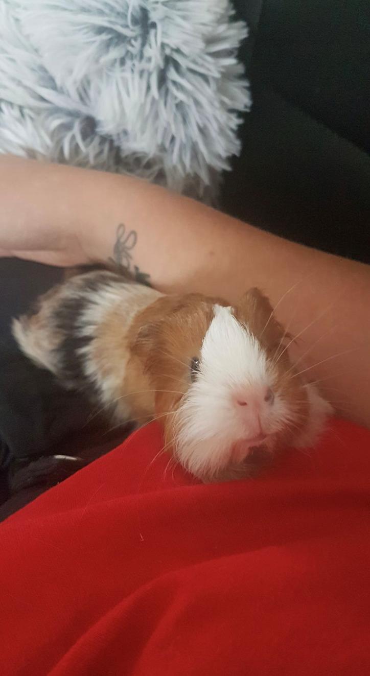 Marsvin Eevee billede 10