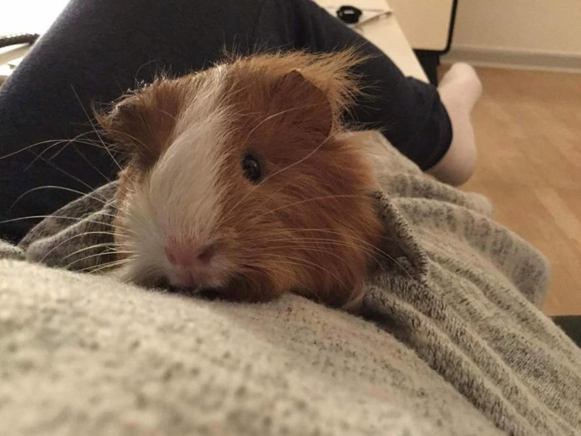 Marsvin Eevee billede 8