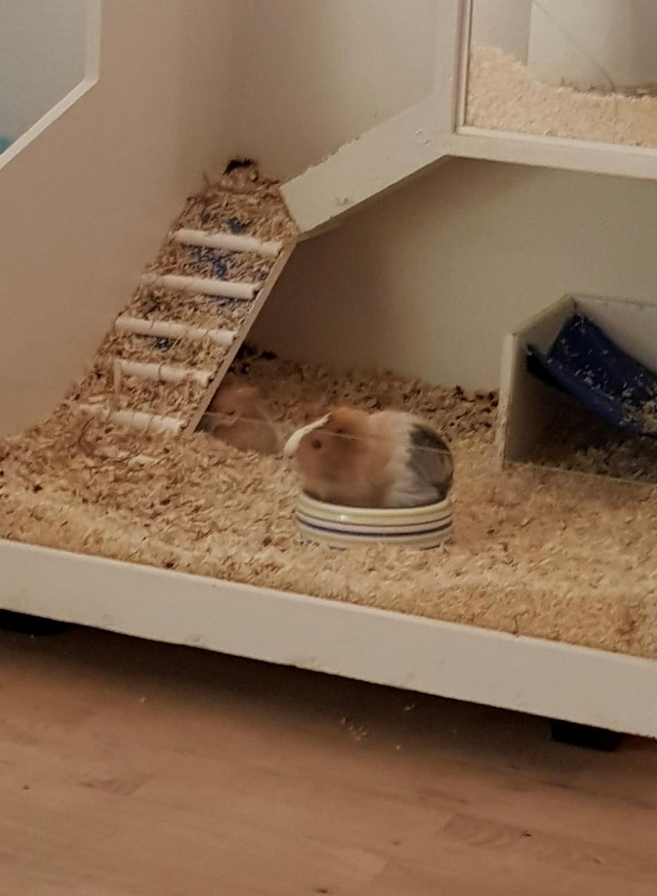 Marsvin Eevee billede 9