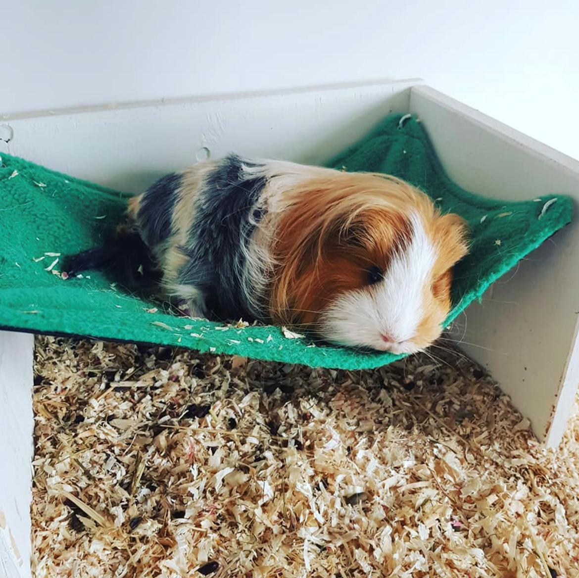 Marsvin Eevee billede 2