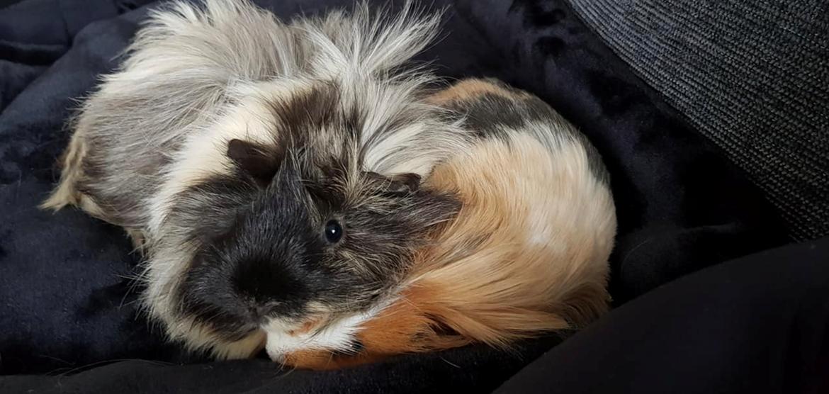 Marsvin Eevee billede 7