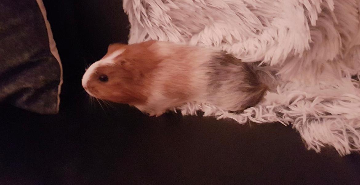 Marsvin Eevee billede 11