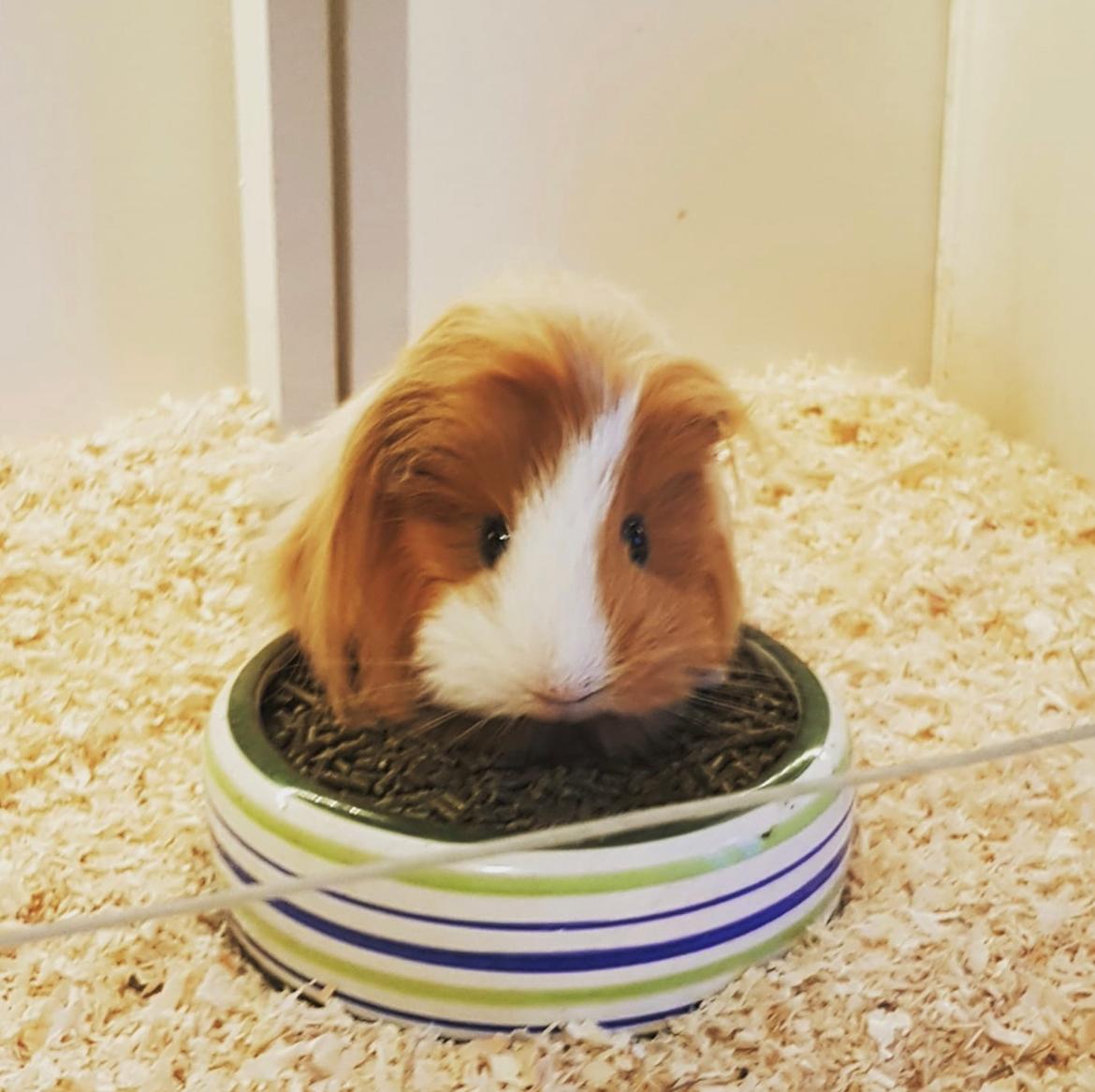 Marsvin Eevee billede 1