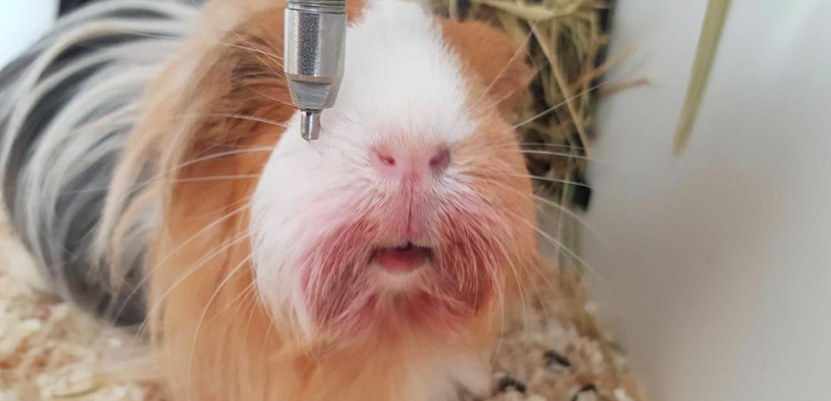 Marsvin Eevee billede 6