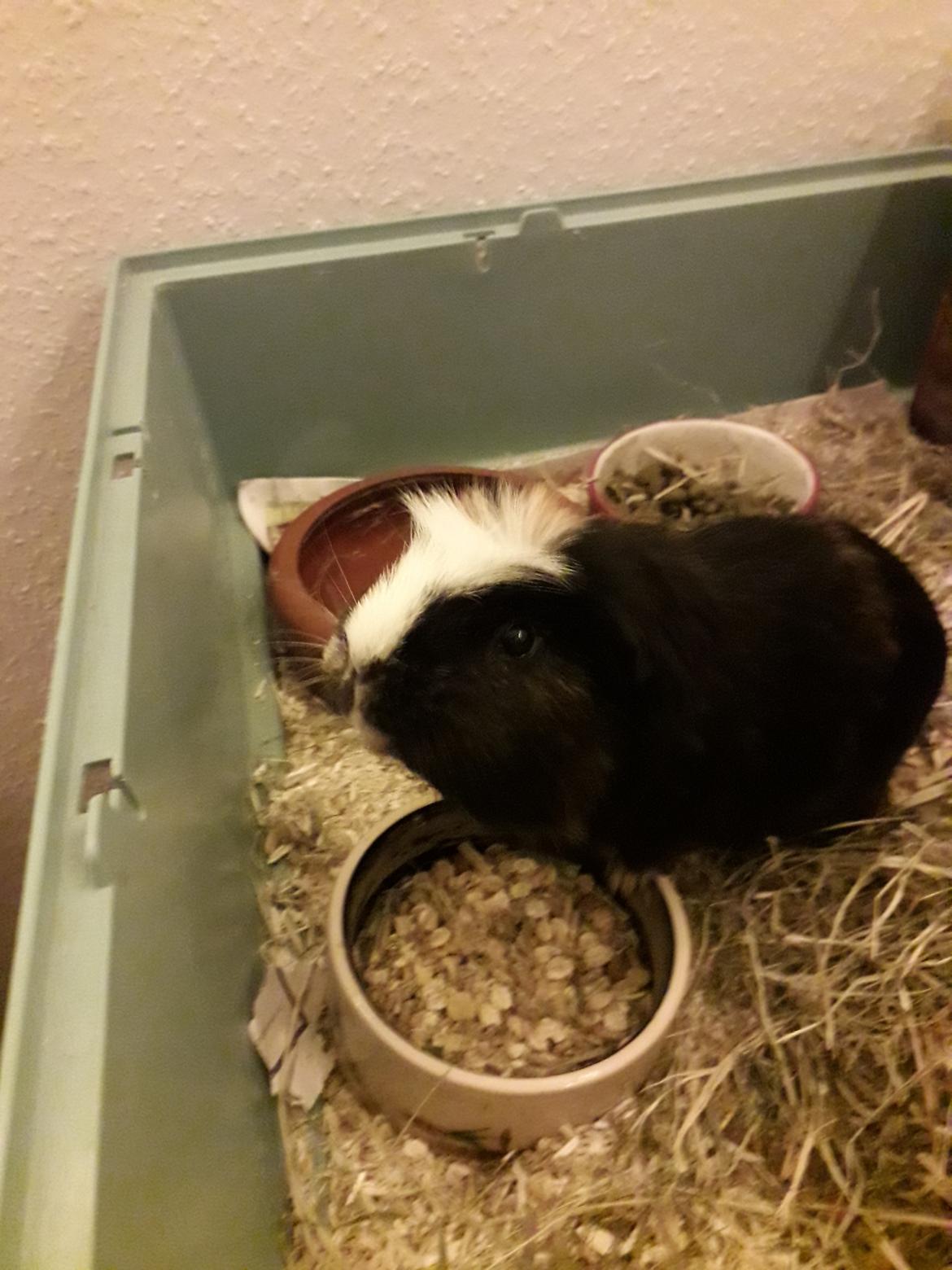 Marsvin Tesla RIP  billede 12