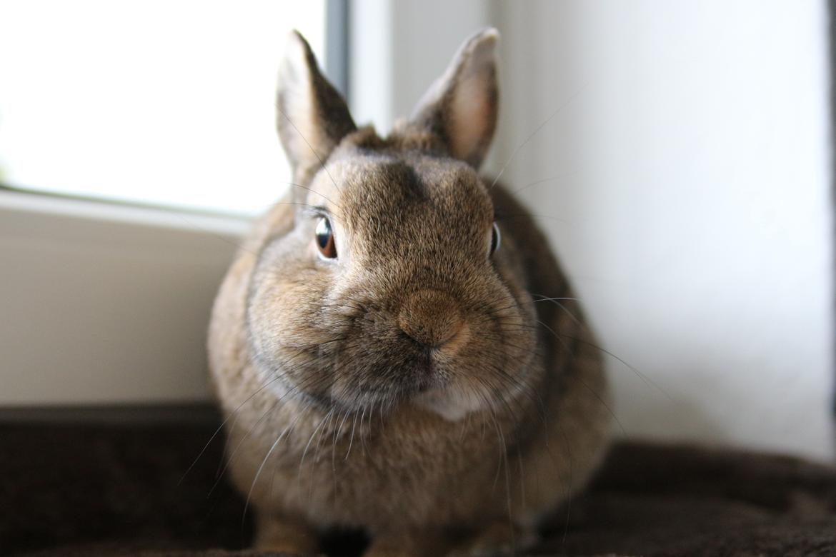 Kanin Bruno - Han er en meget nysgerrig kanin billede 4