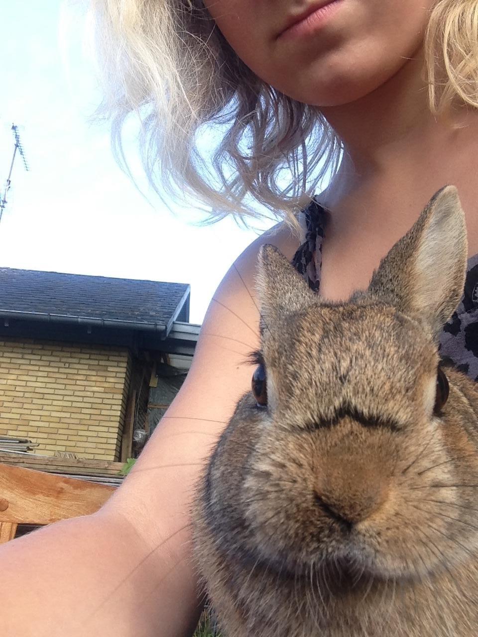 Kanin Bruno - En dejlig sommerdag. Mener det er 1 år efter jeg fik ham billede 12